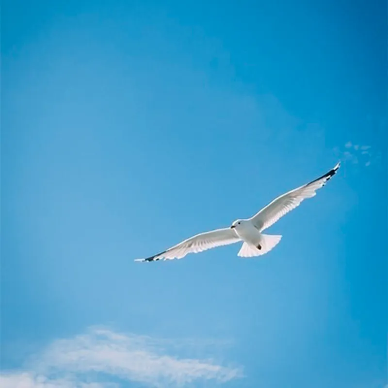 青い空にカモメが飛んでいる