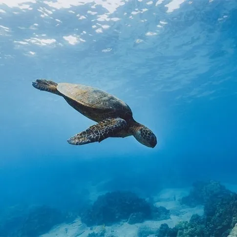 海を泳ぐウミガメ